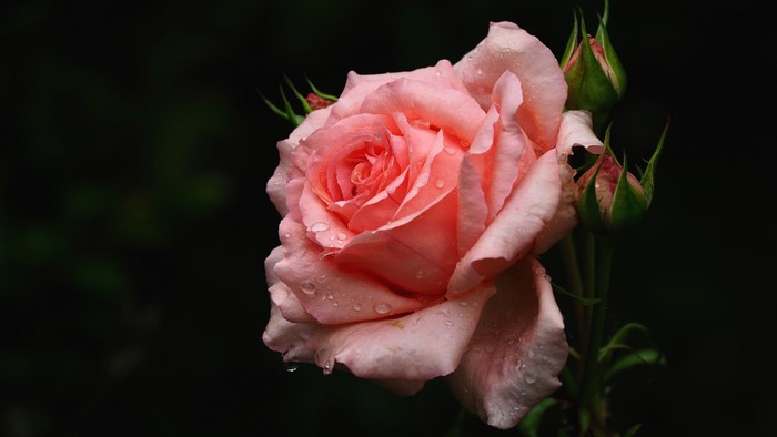 Pink rose with water drops and buds