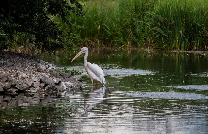 Pelican standing in water near stones