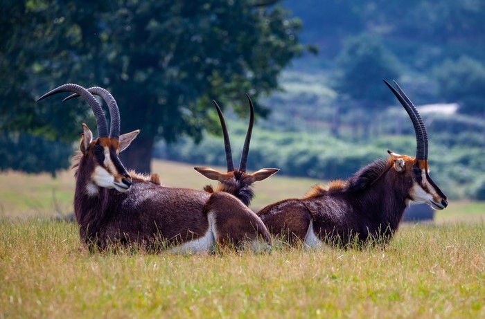 Three Sable Antelopes Lying in Grass