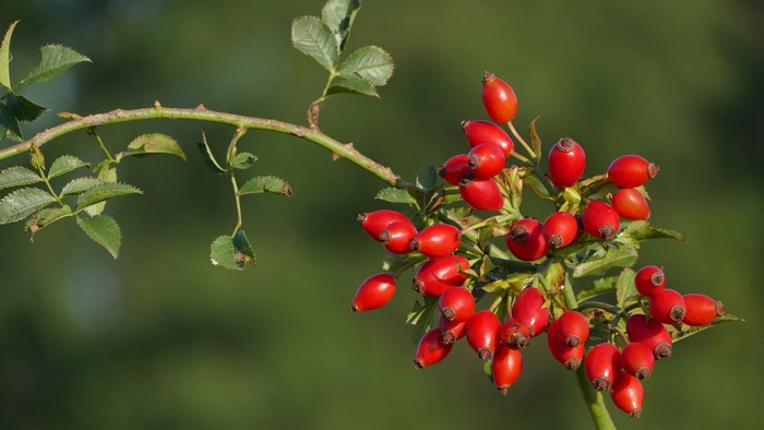 Rose hips on a branch with leaves