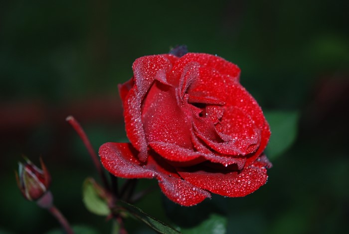 Red Rose with Water Drops