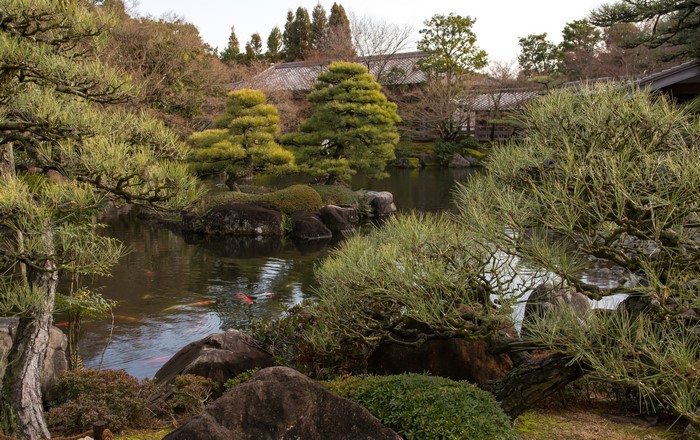 Koko-en Garden pond with koi fish and pine trees