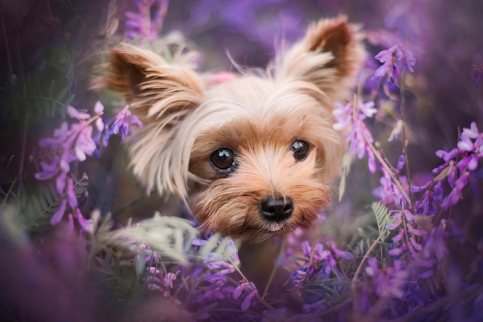 Yorkshire Terrier surrounded by purple flowers