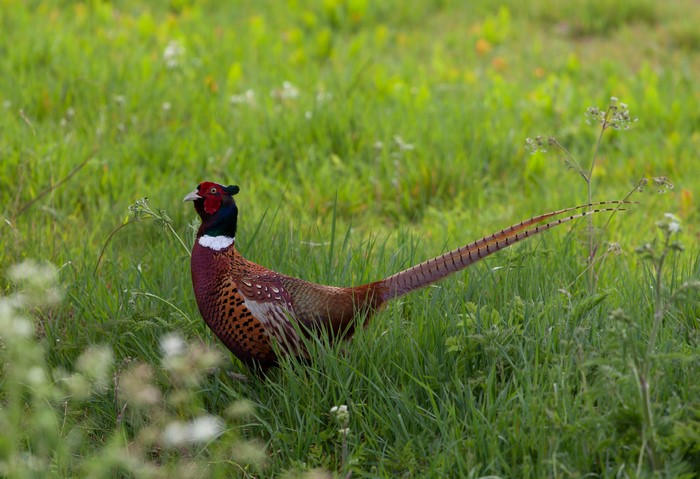 Pheasant bird in green grass