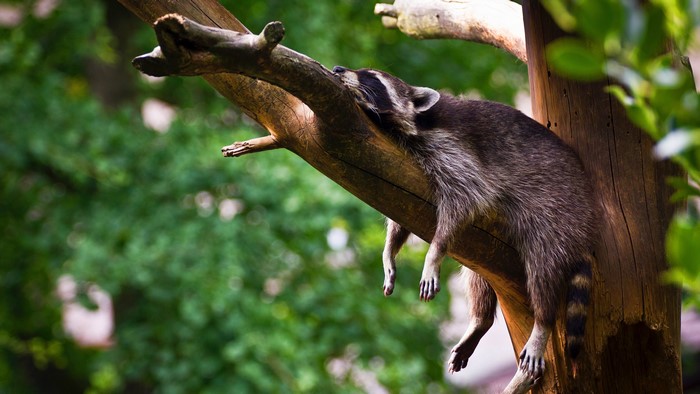 Raccoon sleeping on a tree branch