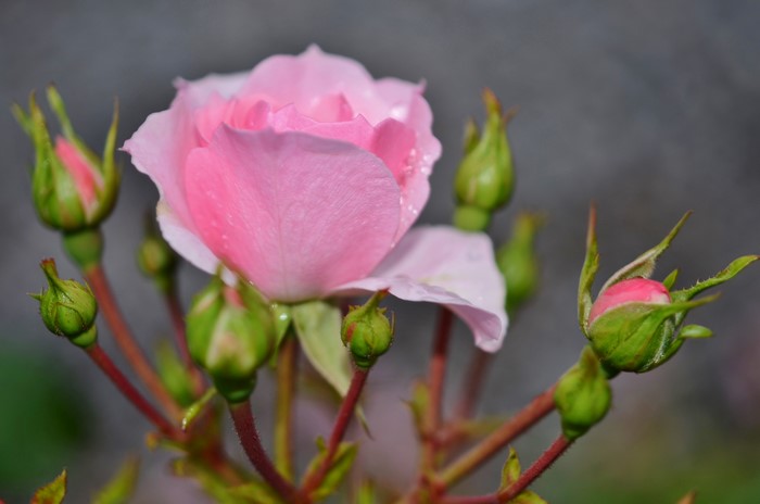 Pink Rose with Buds