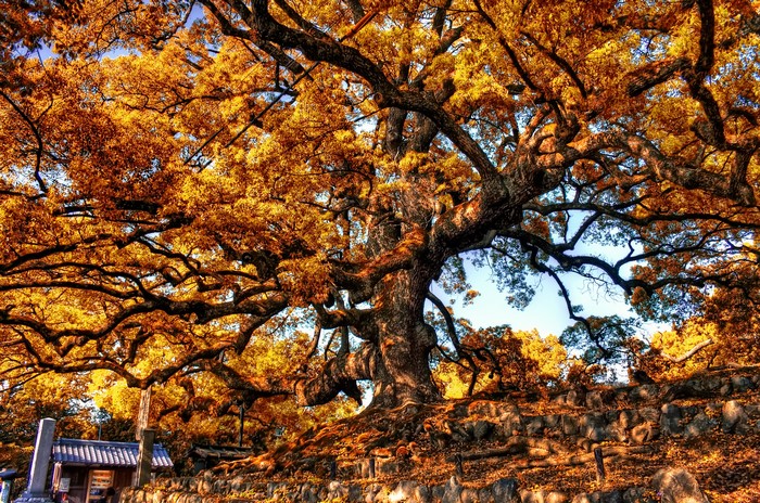 Massive Autumn Tree with Golden Leaves