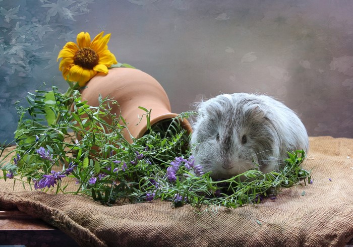 Guinea pig with sunflower and jug