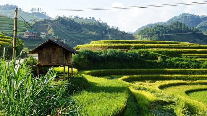 Rice terraces and a small hut in Sapa, Vietnam