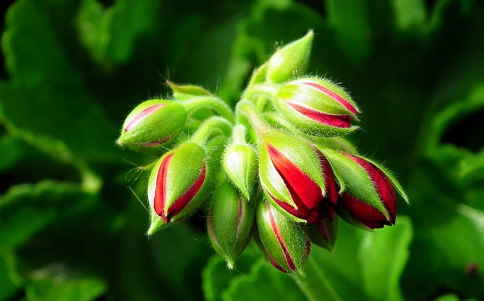 Geranium flower buds