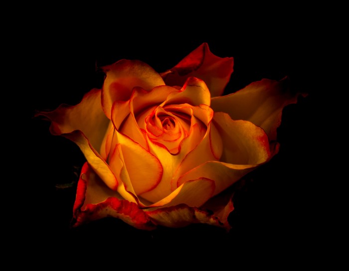 Yellow and red rose on black background