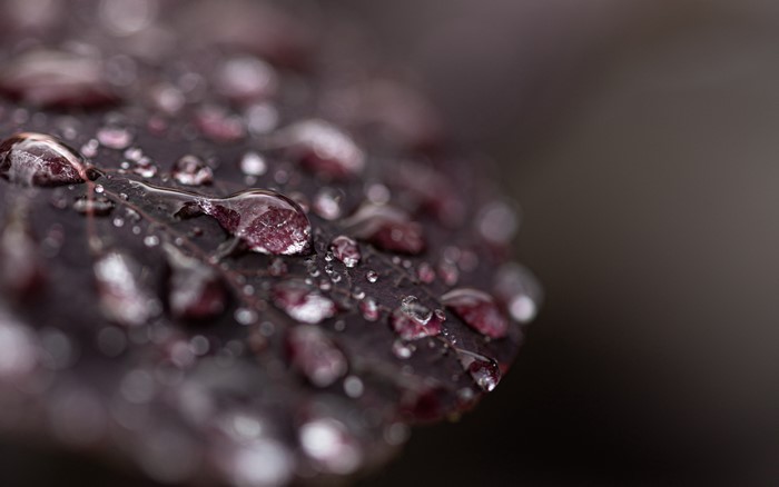 Macro shot of water drops on a dark leaf