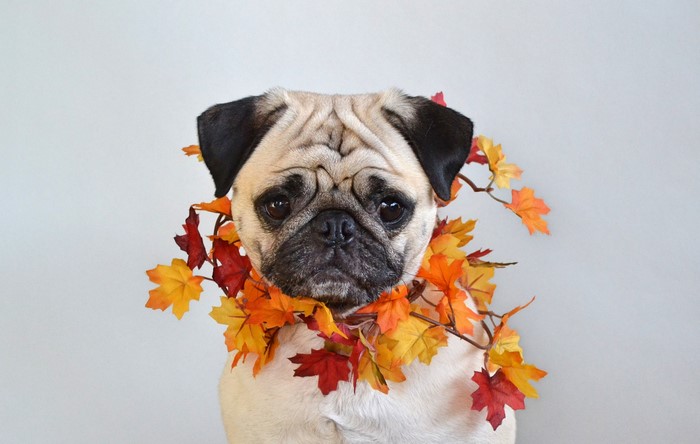 Pug wearing a fall leaf garland