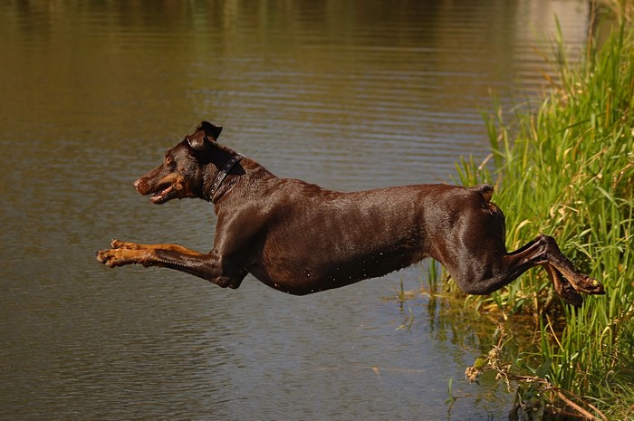 Brown Doberman Pinscher jumping into water