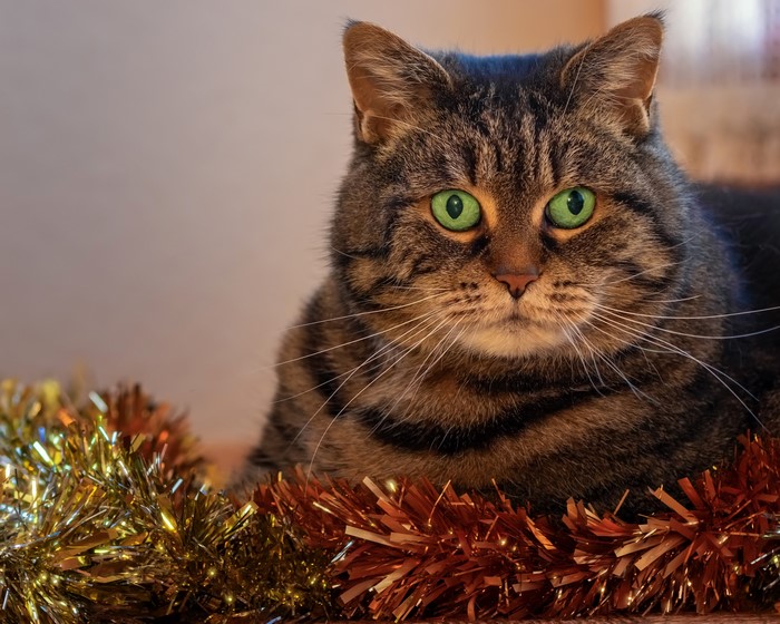 Tabby cat with green eyes and Christmas tinsel