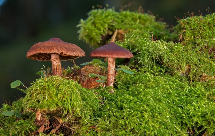 4K Mushrooms on Moss