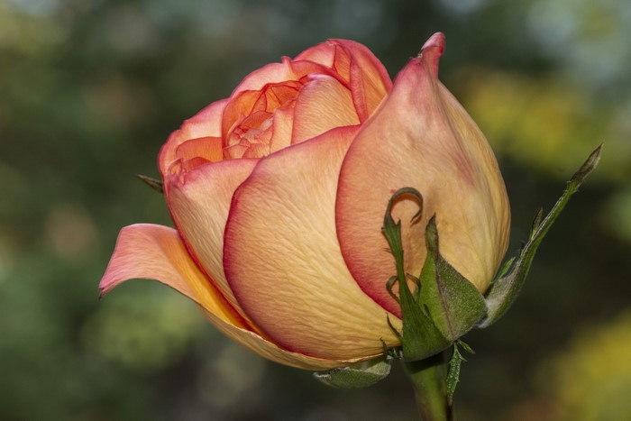 Close-up of a peach and pink rose bud