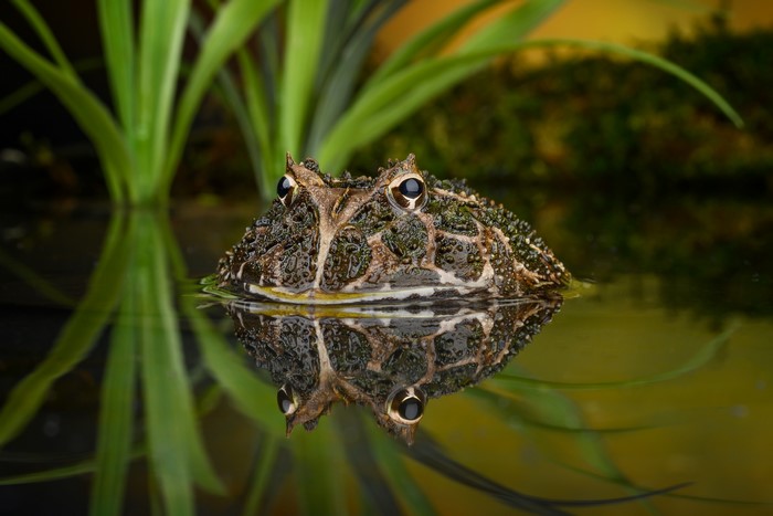 South American horned frog in water with reflection