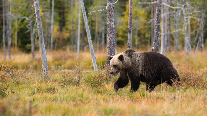 Brown Bear walking in a forest