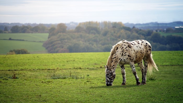 Appaloosa horse grazing in a field