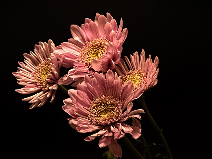 Pink Chrysanthemums on Black Background