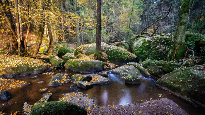 4K Forests Stones Stream Germany Moss Bavaria