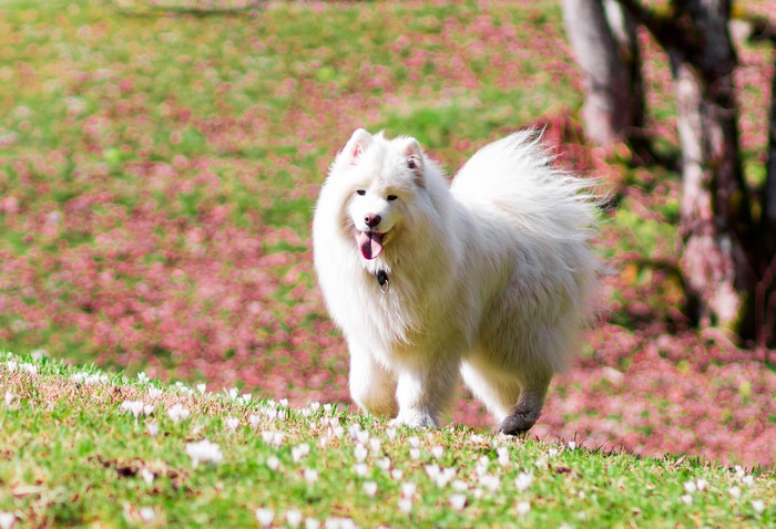 White Samoyed Dog in a Field