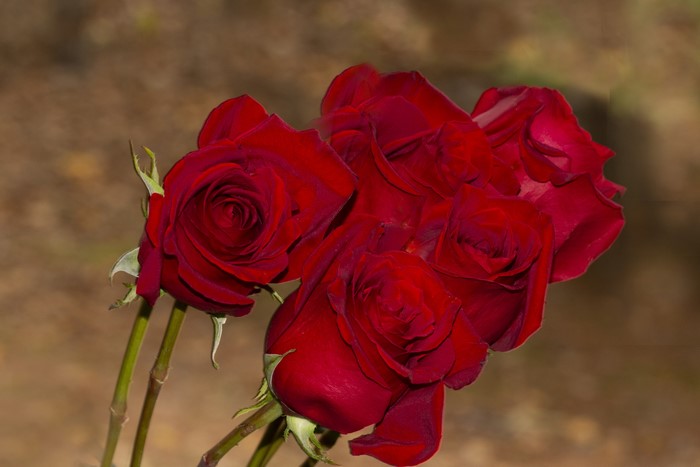 Bouquet of Red Roses