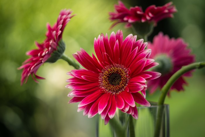 Close-up of Red Gerberas with Bokeh