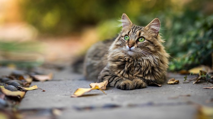 4K Cat with Green Eyes and Bokeh