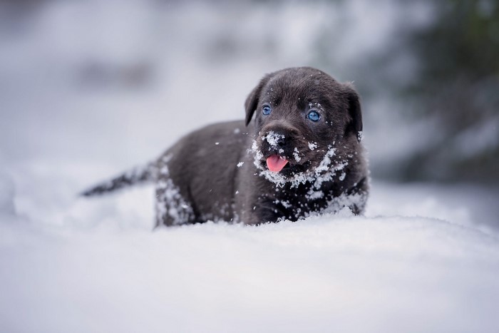 Black Labrador puppy with blue eyes in the snow