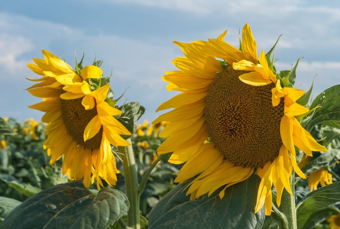 4K Closeup of Sunflowers