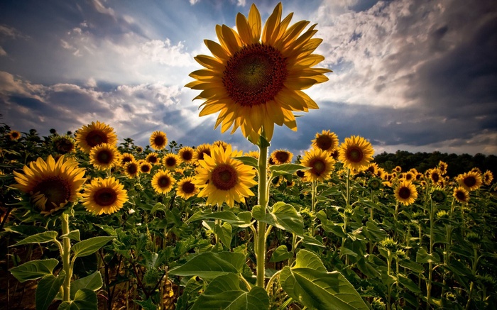 Field of sunflowers under a cloudy sky