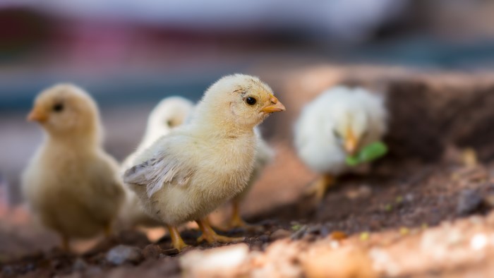 Several fluffy yellow chicks on the ground
