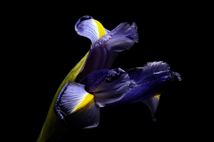 Purple and yellow iris flower on black background