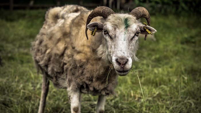 Sheep with horns eating grass in a field