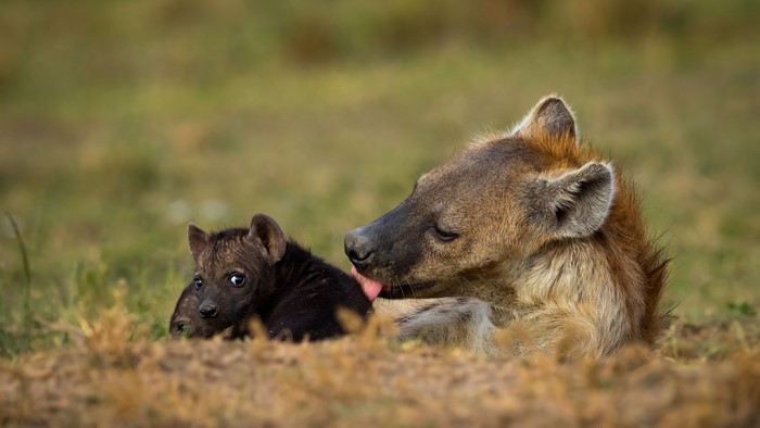 Hyena mother grooming her cub