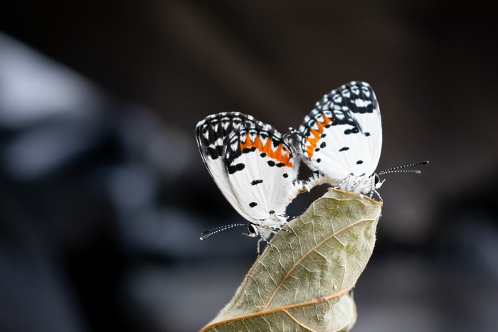 Two butterflies on a leaf