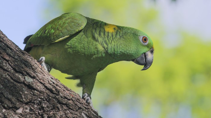 Green Amazon Parrot on a Tree Branch