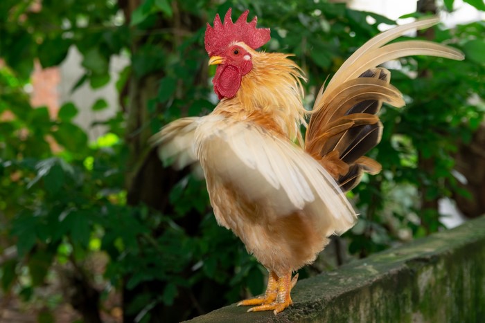 A rooster with golden and white feathers stands on a wall.