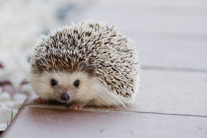 A hedgehog looks forward on a tiled surface