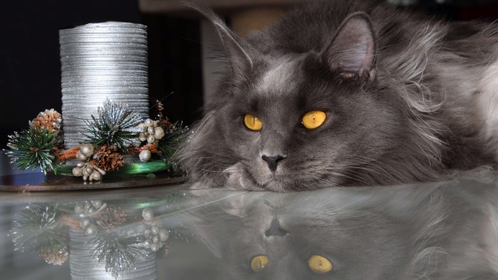 Grey Maine Coon Cat with Christmas Candle
