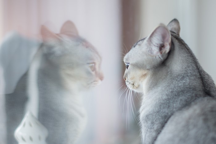 Grey cat looking at its reflection in glass