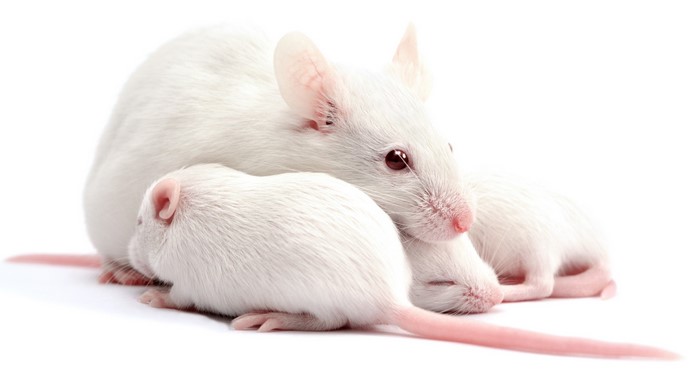 Mother and Cubs of White Rats