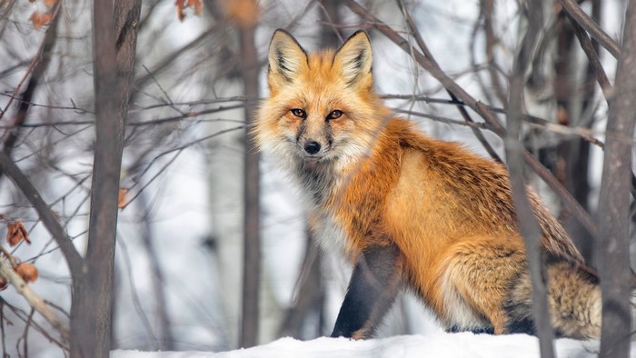 Red Fox in Snowy Woods