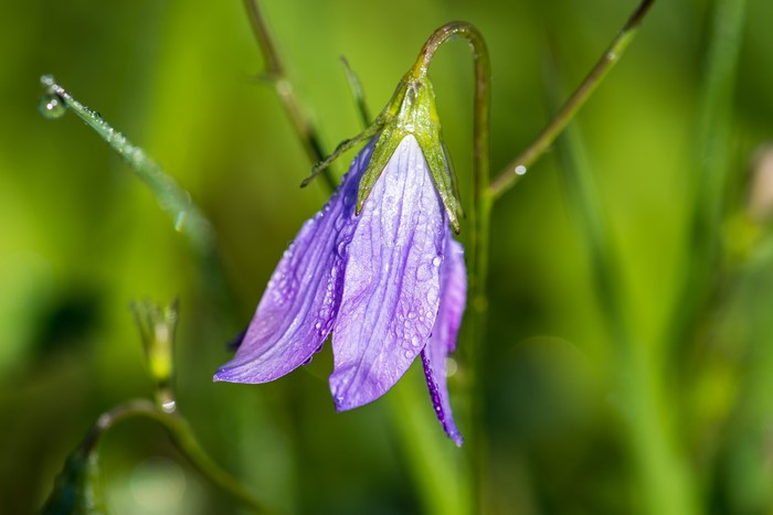 Purple Campanula flower with water drops