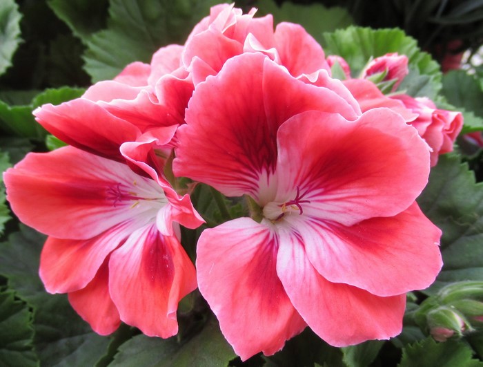 Close-up of pink and white geranium flowers
