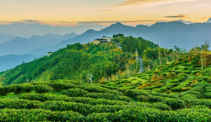 Tea fields and mountains in Taiwan at sunset