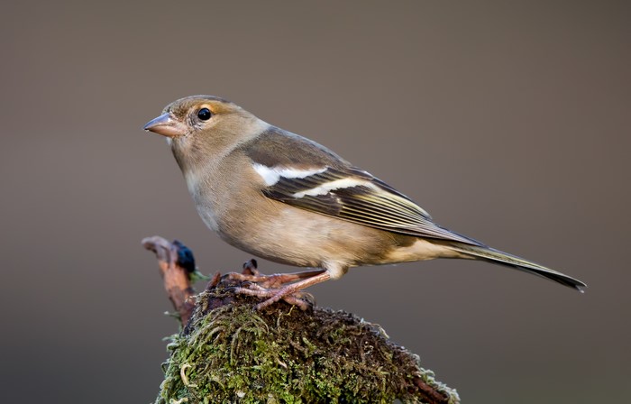 Female chaffinch perched on mossy branch
