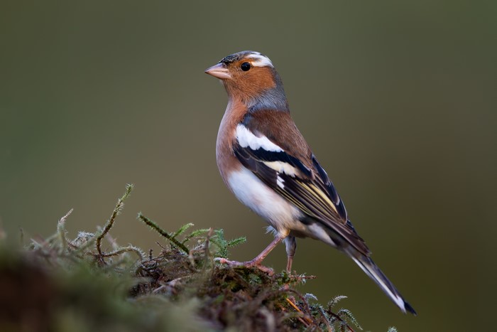 Male Chaffinch perched on mossy branches